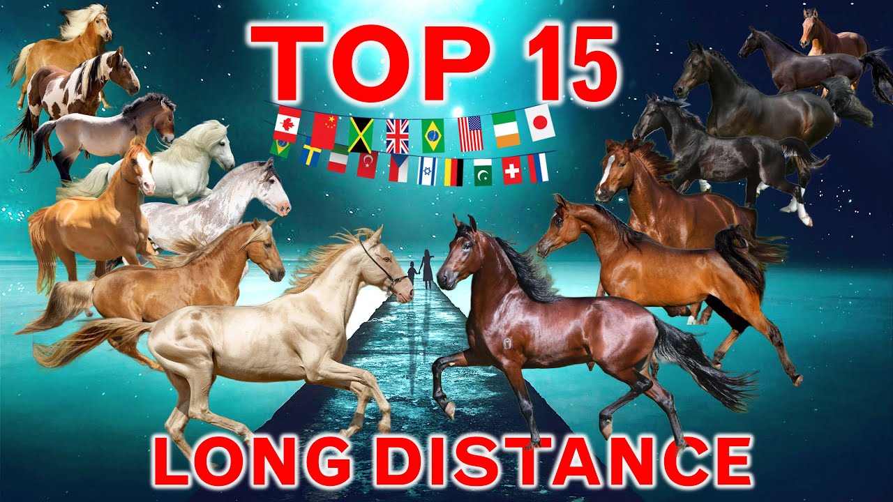 Top 15 Best Endurance Horse Breeds in the World YouTube