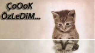 Status Ucun Super Mahni Seni Cok Ozledim