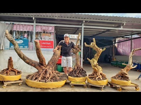 Video Bông Giấy, Mai Tứ Quý, Mận Xưa chào bán 06/01... - youtube