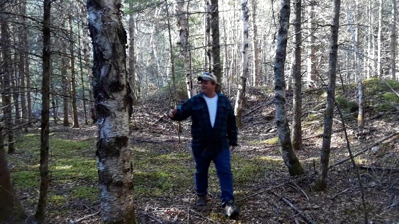 Viking Longhouse in Maine vinland Vikings YouTube