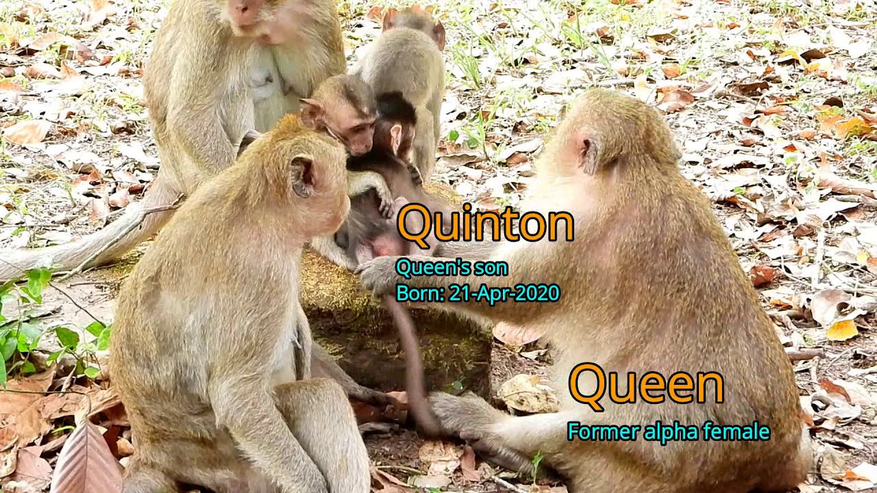 HOT NEWS: This Morning Dakota , Duchess's daughter was attacked Belly Ripped.