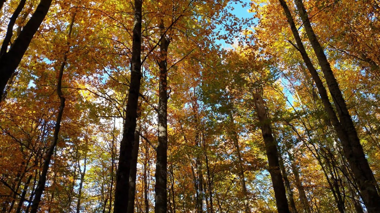 2022-11-10 Manteigas - Rota das Faias