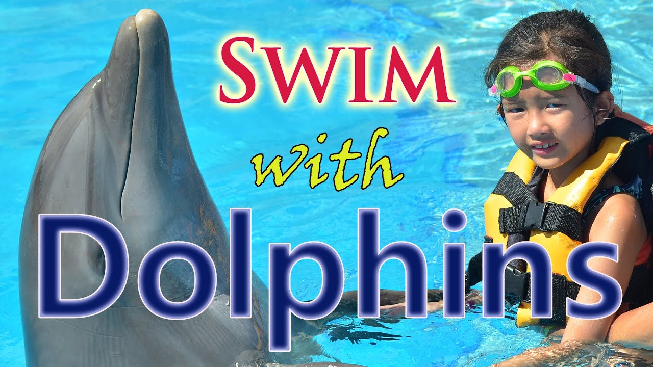 Swimming with Dolphins in Cancun