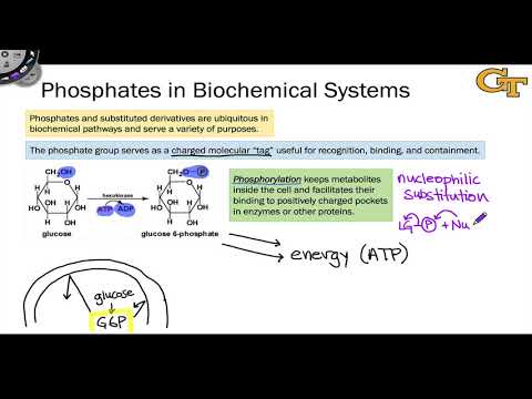 22.02 Phosphates in Biochemical Systems