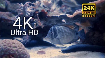 The Best 4K Aquarium for Relaxation 🐠 Sleep Relax Meditation Music - 4K UHD Screensaver