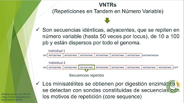 Como se desenvolve os marcadores Vntr?