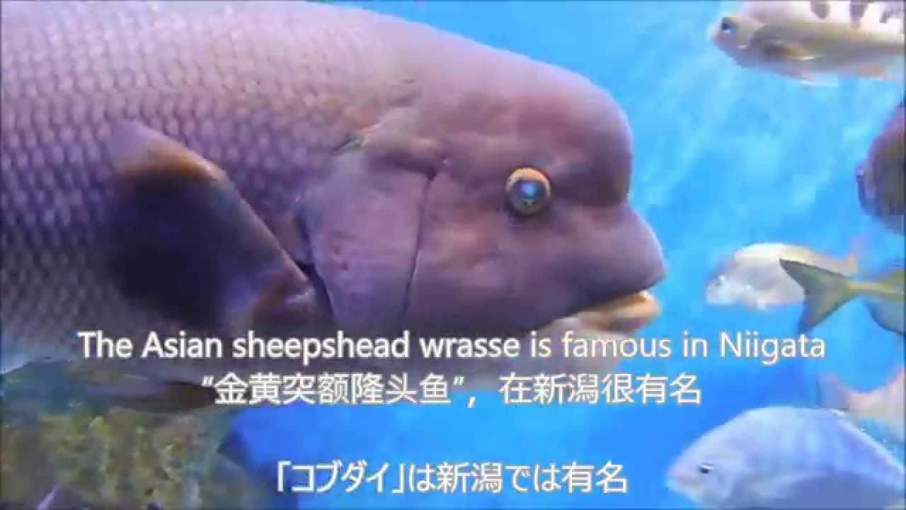 新潟市水族館マリンピア日本海vol 6 室内水槽の魚達編 Niigata Good Contents Youtube