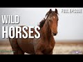 What is Idaho doing with thousands of wild horses?