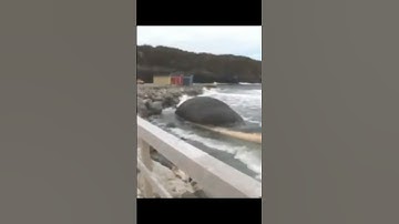 Exploding Animals | Nature