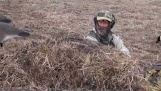 Hunters Limit Out On This Exciting Waterfowl Hunt In Alberta Canada With North Star Outfitters