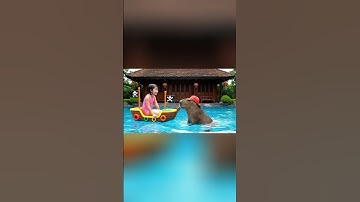 capy và bé lái tàu #capybara