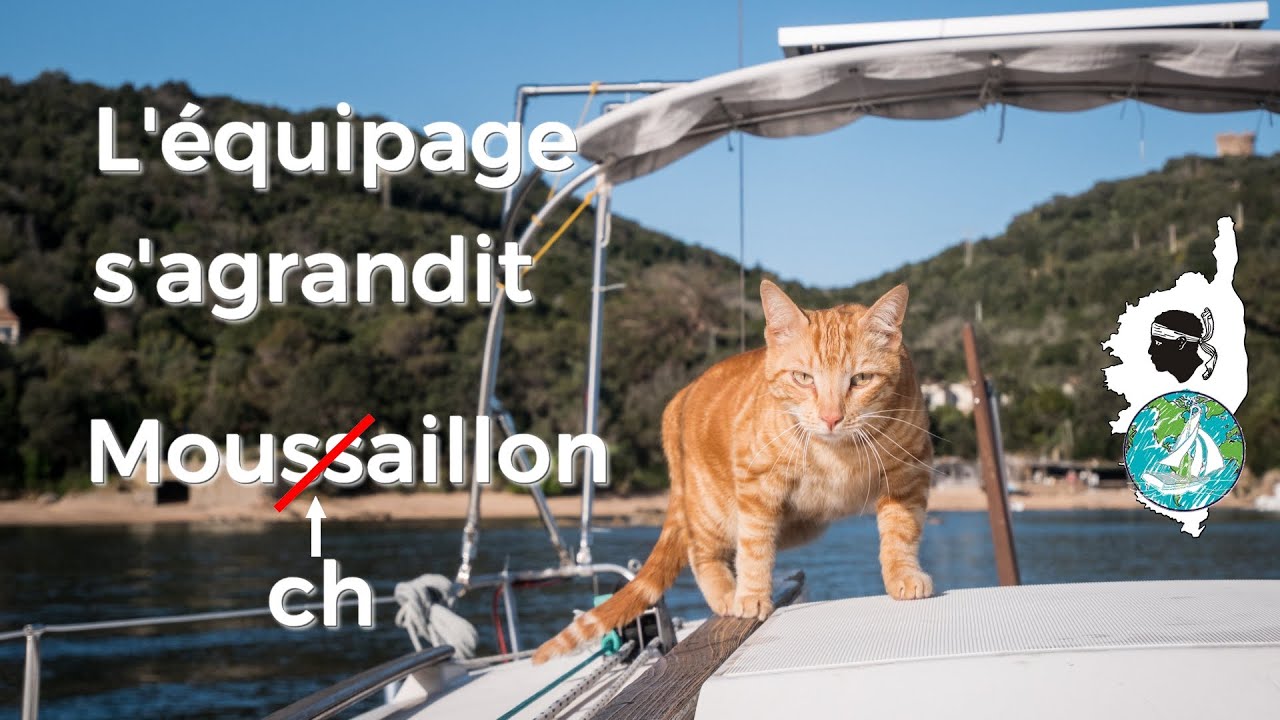 ⁣NOUVEAU MATELOT A BORD : le chat