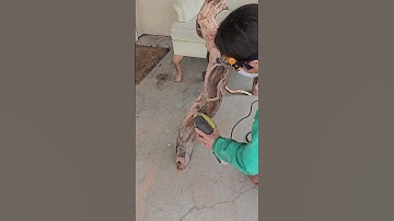 Drijfhoutkunst: geschenken van de natuur omgezet in meesterwerken | Een stapsgewijze handleiding