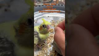 Day 28 update. #cockatielbirds #cockatiel #hatch #nest #breeding #babycockatiel #eevee