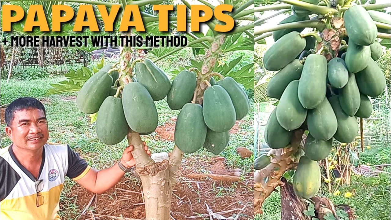 ALAMIN ANG SEKRITO SA PAGPAPARAMI NG BUNGA NG PAPAYA, IBUBULGAR | PAPAYA INTERVIEW | D' GREEN THUMB