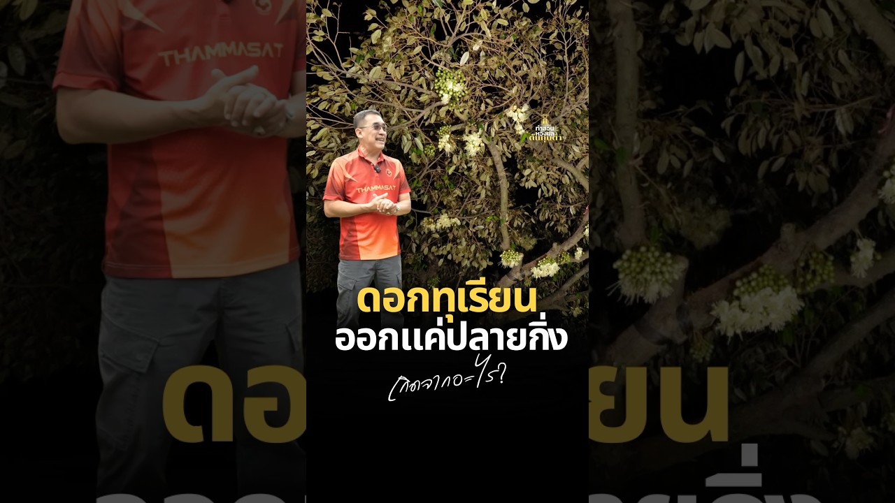 ดอกทุเรียนออกเเค่ปลายกิ่ง เกิดจากอะไร? 