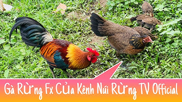 Gà Rừng Fx Của Kênh Núi Rừng TV Official