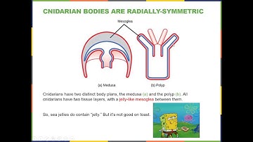 BIOL 1407 Chapter 28 Part 1 Porifera and Cnidaria