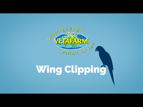 Video: Wing Clipping Guide til Bird Owners