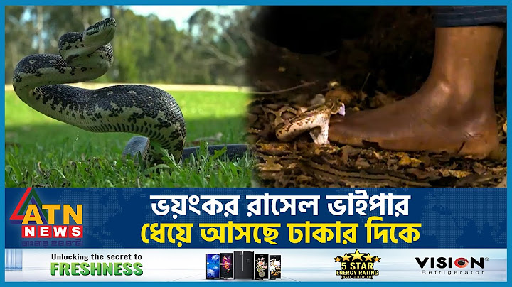 ভয়ংকর রাসেল ভাইপার ধেয়ে আসছে ঢাকার দিকে | Russell's Viper | Dhaka | Russell Viper Panic | ATN News