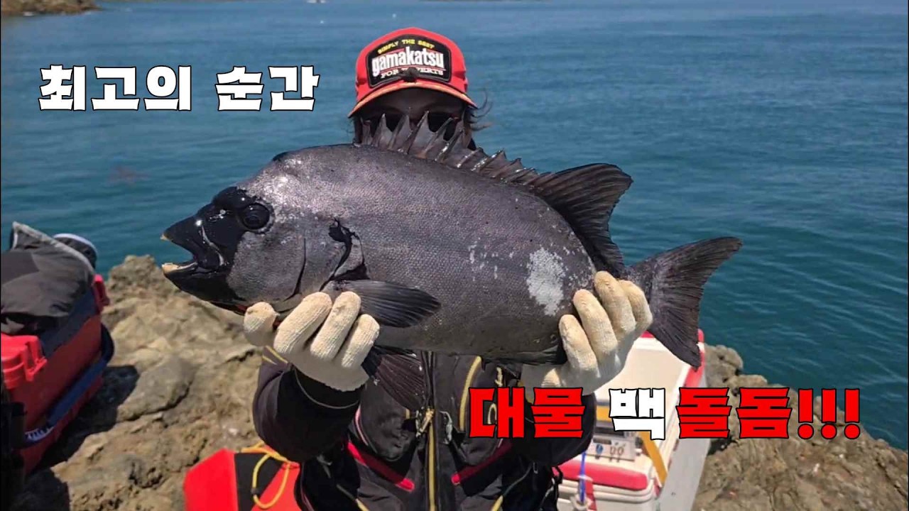 게고동으로 때이른 🪨돌돔낚시를 해보았습니다! #6짜돌돔 #좌사리도 #욕지도 - YouTube