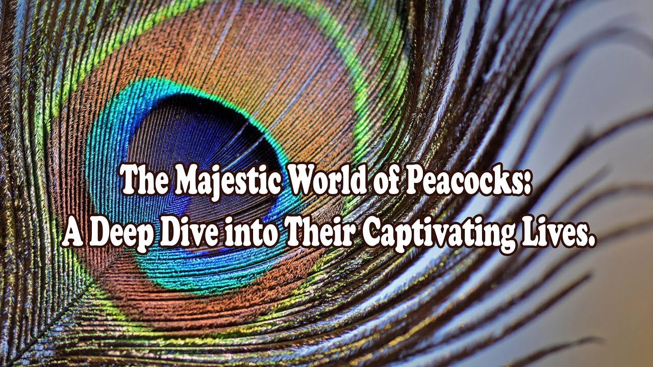 The Majestic World of Peacocks: A Deep Dive into Their Captivating Lives.