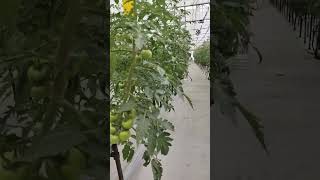 Hydroponics in tomato//Farming//Farmer