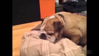 Sleeping dog :) / Uyuyan uyuklayan köpek. :)