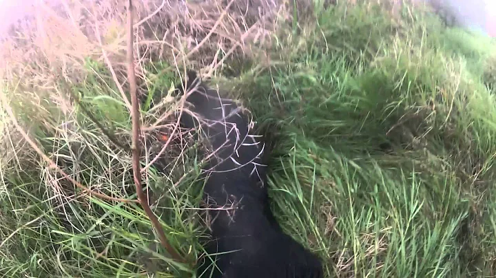 Hog hunting with dogs South Florida