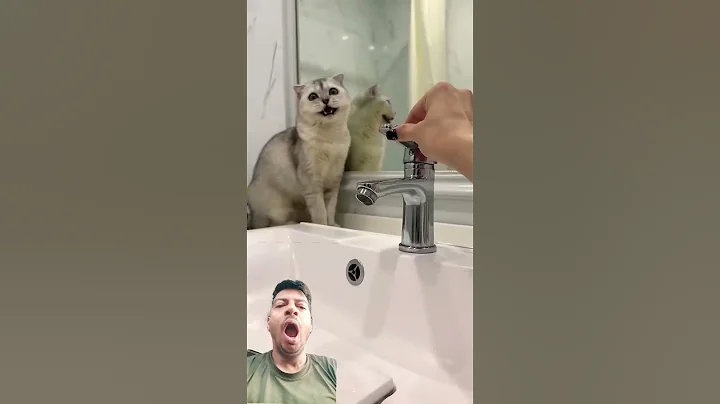 Video 11278181: funnycat cat pet cute, toilet cat cute, toilet cat funny