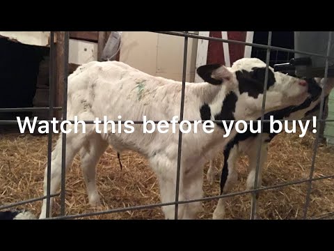 Watch This BEFORE Buying Bottle Calves! Quick and Dirty Must Haves List