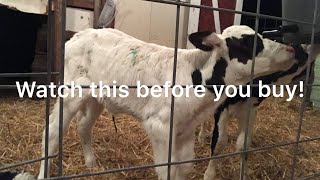 Watch This BEFORE Buying Bottle Calves! Quick and Dirty Must Haves List