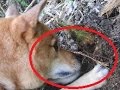 【涙腺崩壊】何度怒っても庭先を掘り起こす愛犬が”2年越しに掘り出したモノ”に、恐怖で膝から崩れ落ちる…
