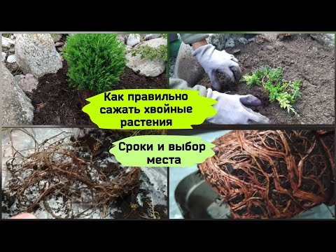 Видео: Как сажать хвойный сад?