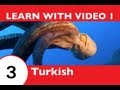 Learn Turkish with Video - TurkishClass101 Will Help Keep You Afloat with Marine Life Vocabulary!