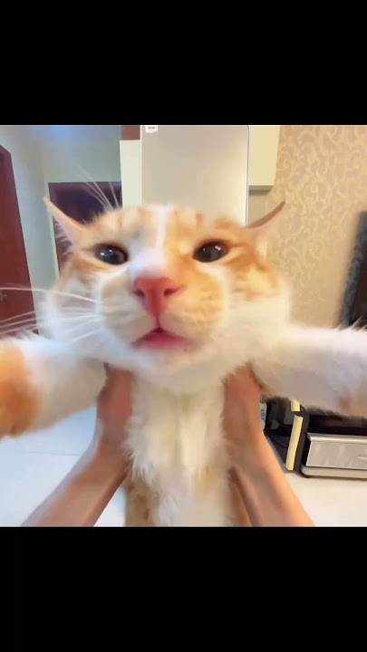 Suara Asli Kucing Penyihir Gendut #repost #kucinglucu #catvideos