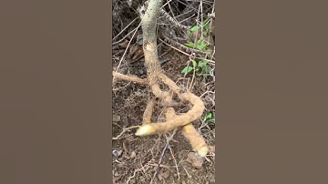 Cây Ưng bất bạc giống sđt 0793215680