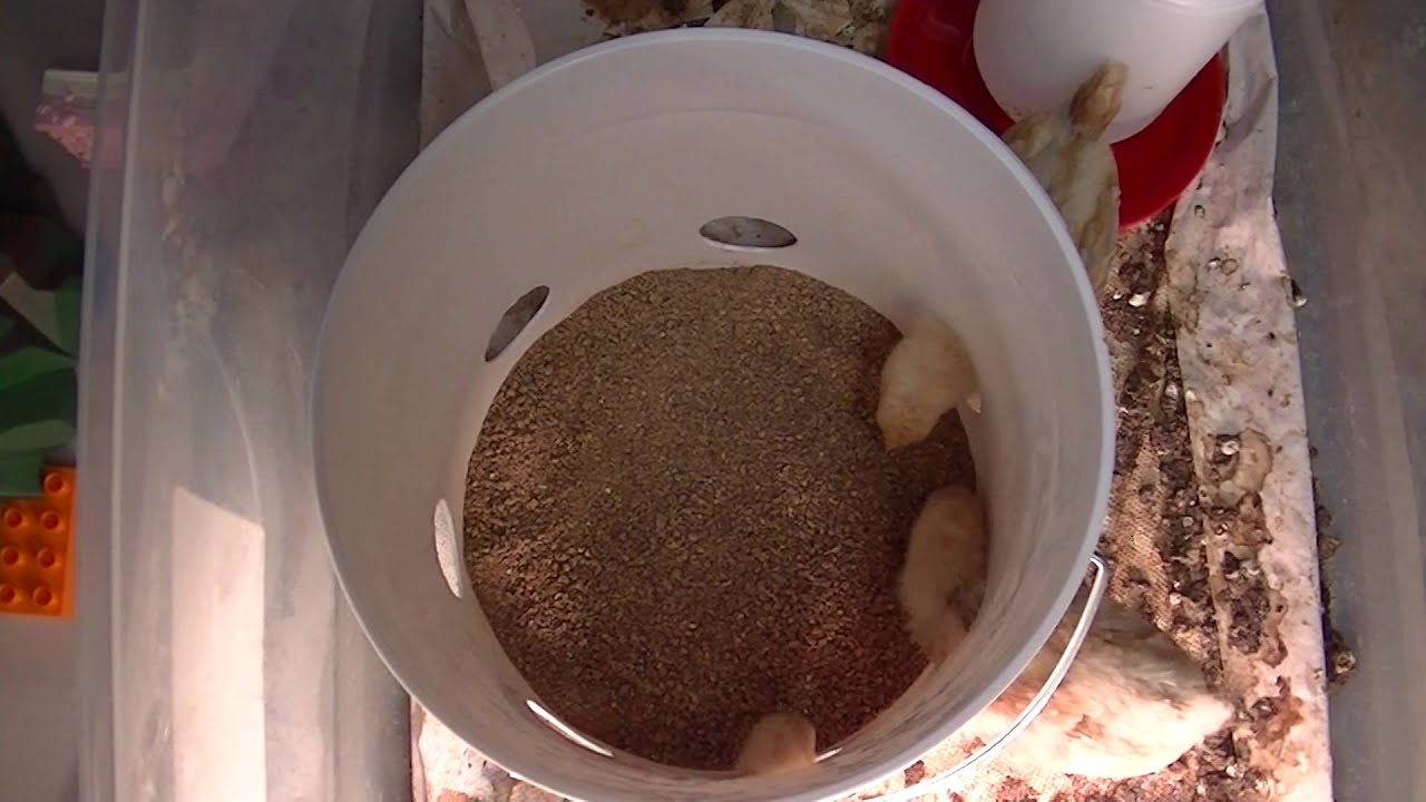 DIY Chick Feeder YouTube