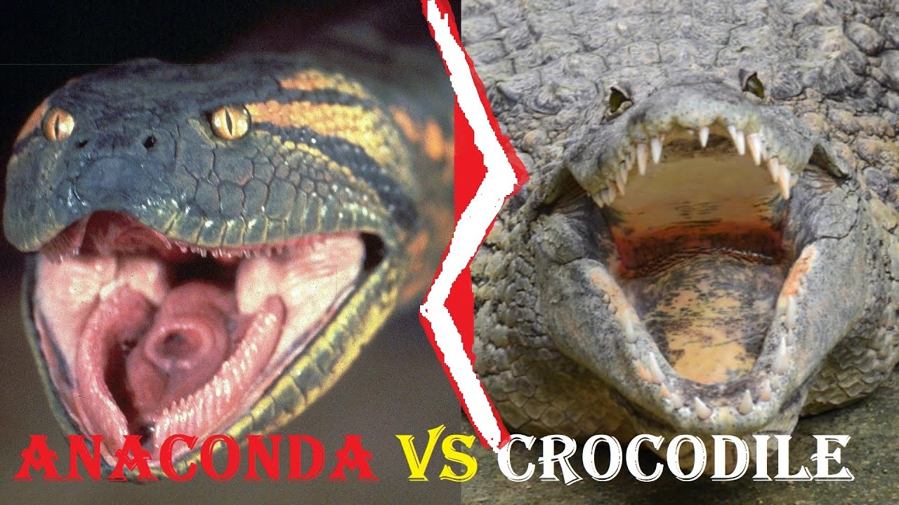 Anaconda Vs Crocodile Anaconda Vs Crocodile Fight To Death Anaconda