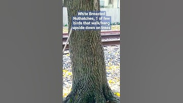 Nuthatch birds pretend to be bats.. Hairy Woodpecker #bird #lol #Woodpecker #avian #cute #birds #wow
