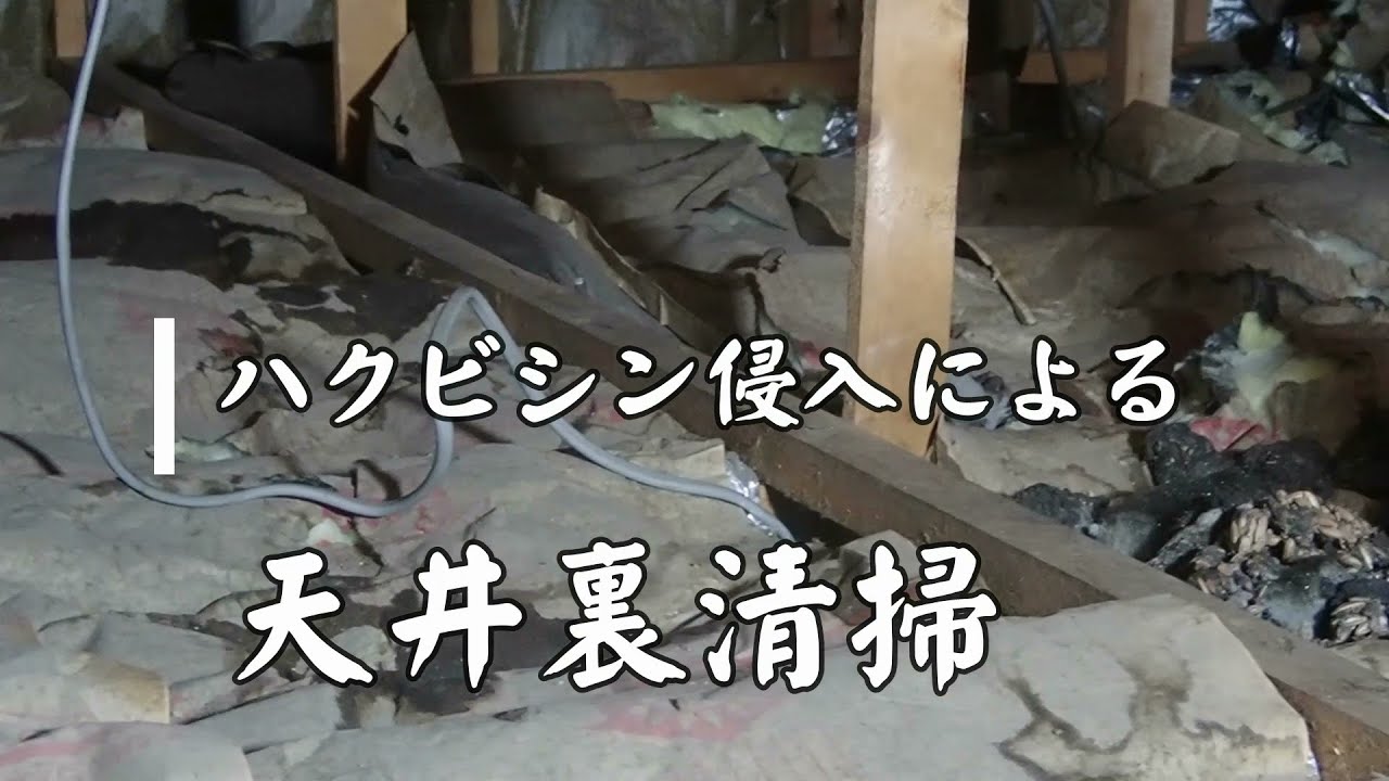 天井裏清掃 ハクビシン被害 富山県 Youtube