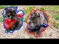ADORABLE Siberian Cats Celebrate 4th of July in Bandanas