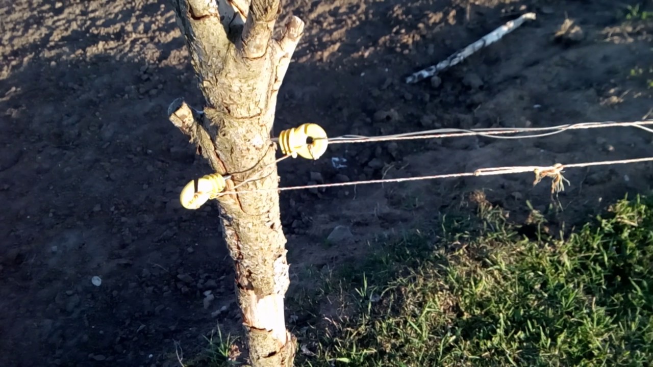 Электропастух. Часть два. - YouTube