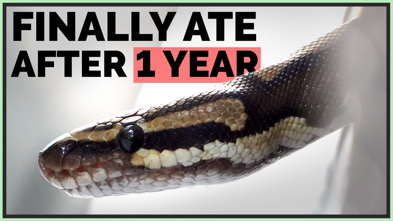 how-to-restore-my-backup-without-a-ledger-wallet My Ball Python Finally Ate After 1 Year of Refusing Food