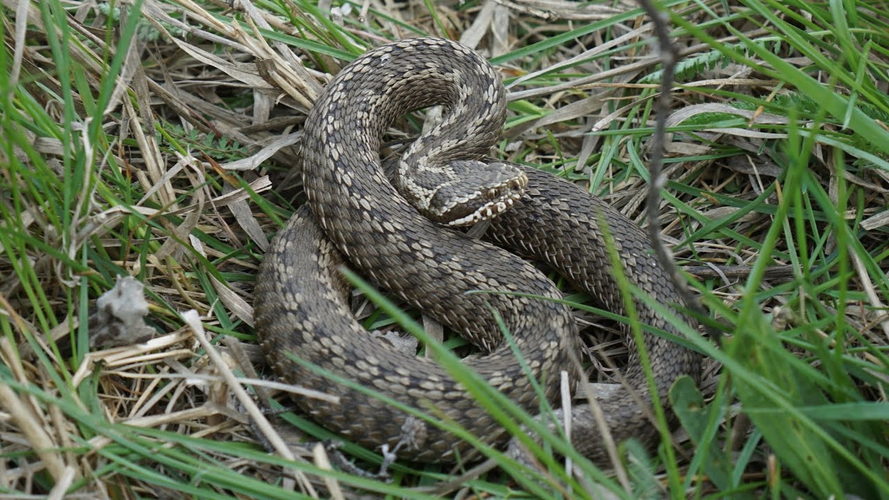 Vipera Renardi YouTube vipera-renardi-youtube