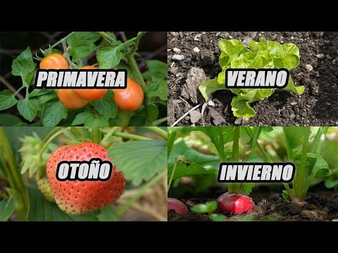 Vídeo: Què Cultivar Al País