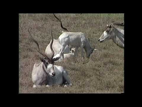 Аддакс - Addax nasomaculatus – Адакс - Аddax