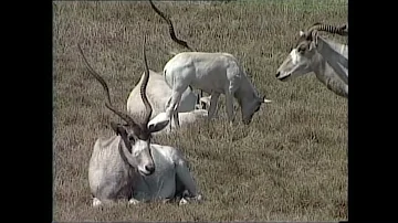 Аддакс - Addax nasomaculatus – Адакс - Аddax