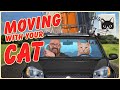 Moving with Cats made Easy!