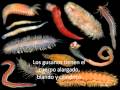 ANIMALES INVERTEBRADOS:2° "B"